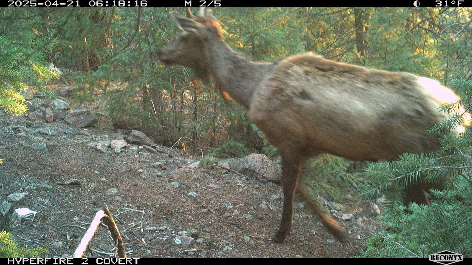 An elk moving close past a trail camera at sunrise