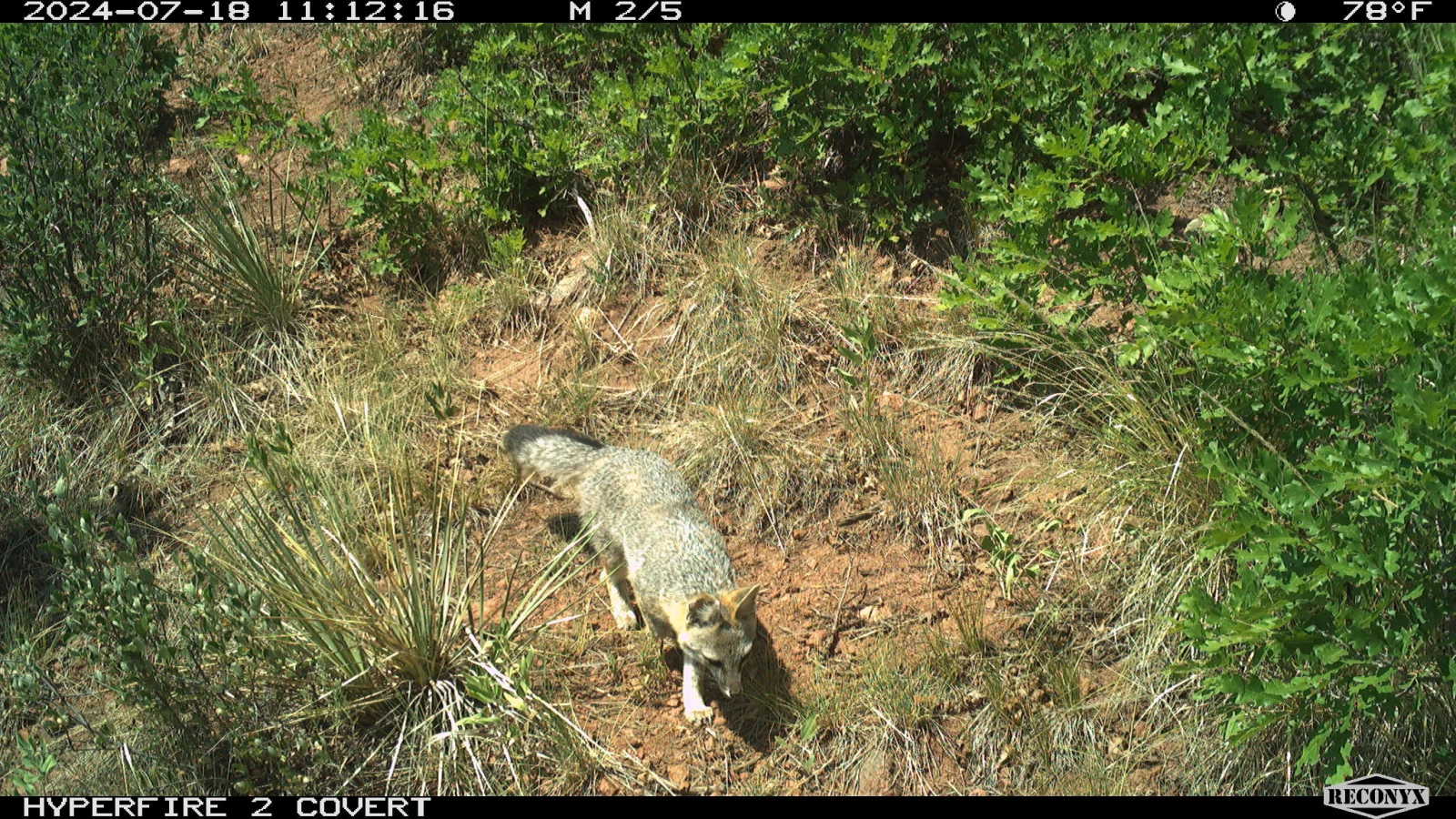 A gray fox walking through oak brush in a trail-camera photograph