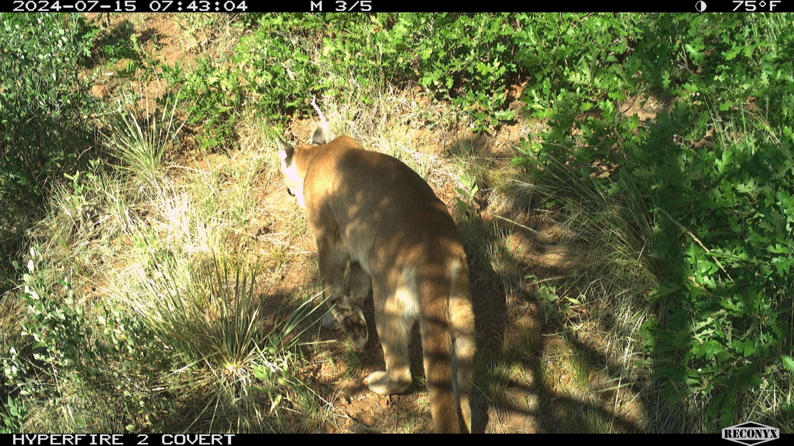 A mountain lion walking uphill through oak brush in a trail-camera photograph